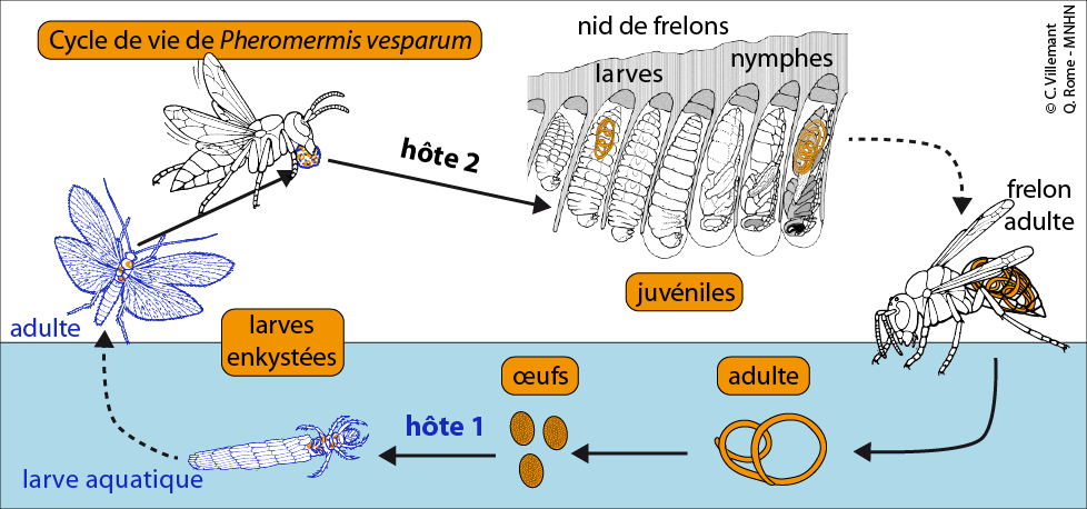 Cycle de vie du nématode Pheromermis