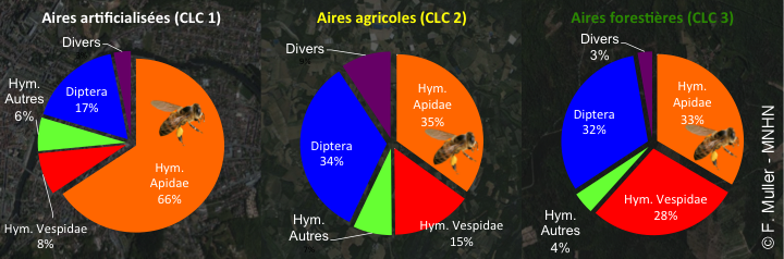 Spectre de proies du frelon asiatique en France dans 3 milieux différents (d'après Rome et al., 2011).