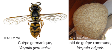 Vespula germanica-vulgaris - Q Rome MNHN