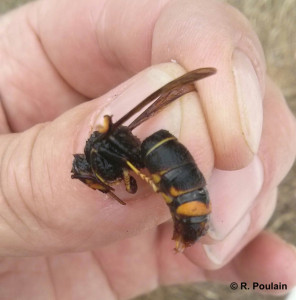 Un des exemplaires de frelon asiatique capturé dans un rucher de Montdidier.