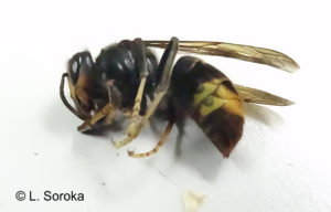 Individu capturé devant une ruche à Clairmarais © L. Soroka