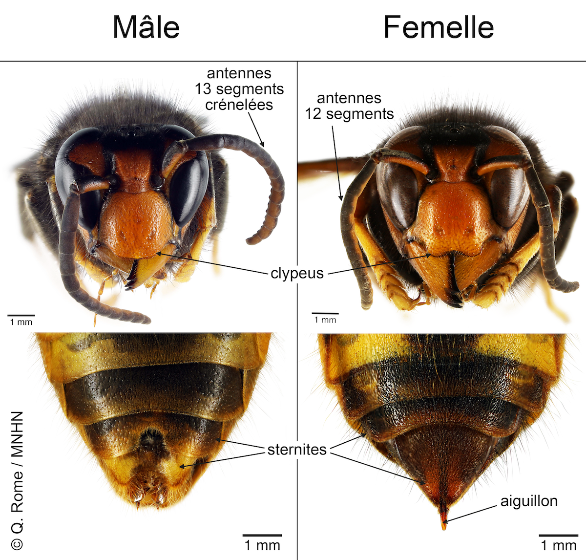 Frelon Asiatique » Identification